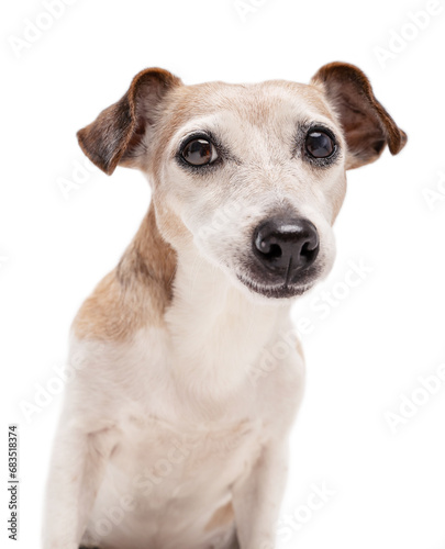 Dog on white background. Smart eyes senior dog with grey hair looking at camera asking waiting. Calm pet look