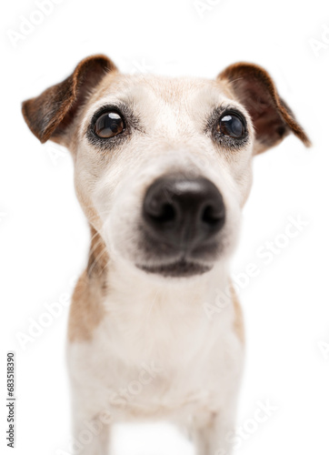 Dog face with big nose on white background looking at camera. Amazing cute pet portrait. Senior Jack Russell terrier with gray haired face  best friend ever © Iryna&Maya