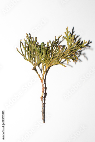 View of a thuja branch