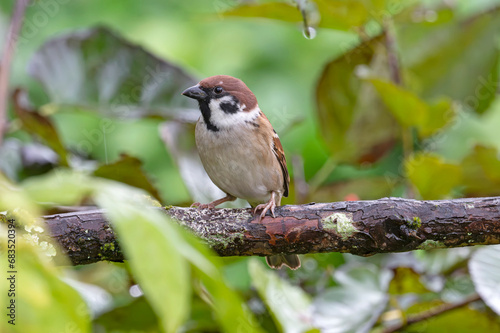Japanese tree sparrow