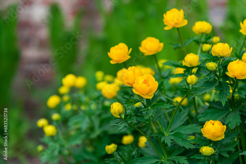 Bright yellow flowers (Trollius europaeus) on the background of a red brick wall on a summer day.