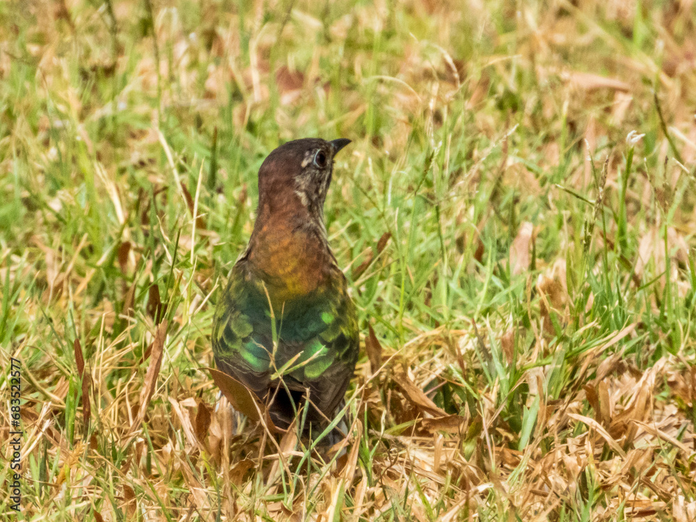 Shining Bronze Cuckoo in Queensland Australia Shining Bronze Cuckoo in Queensland Australia