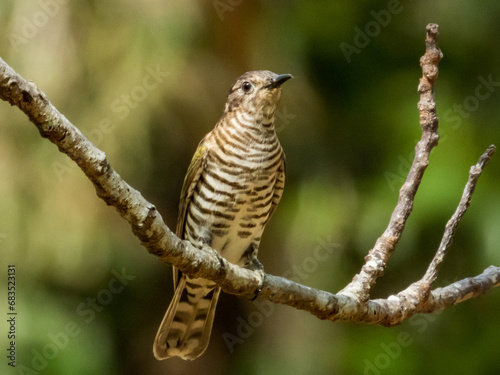 Shining Bronze Cuckoo in Queensland Australia