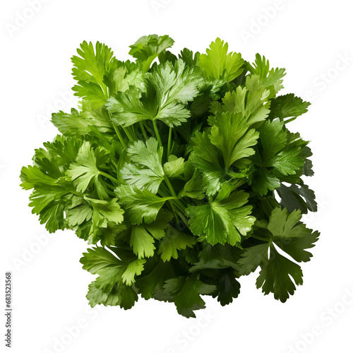 bunch of parsley png. Coriander png. Parsley top view. Coriander flat lay png. Leafy green png. Winter vegetable. Organic food. Vegetarian. Vegan photo