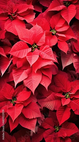 Background made of a red poinsettia flowers.