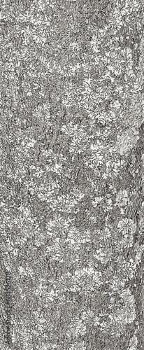 Vector illustration of Asimina triloba bark background texture 