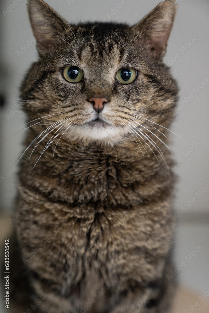 A grey and white tabby cat with large whiskers looking at the camera