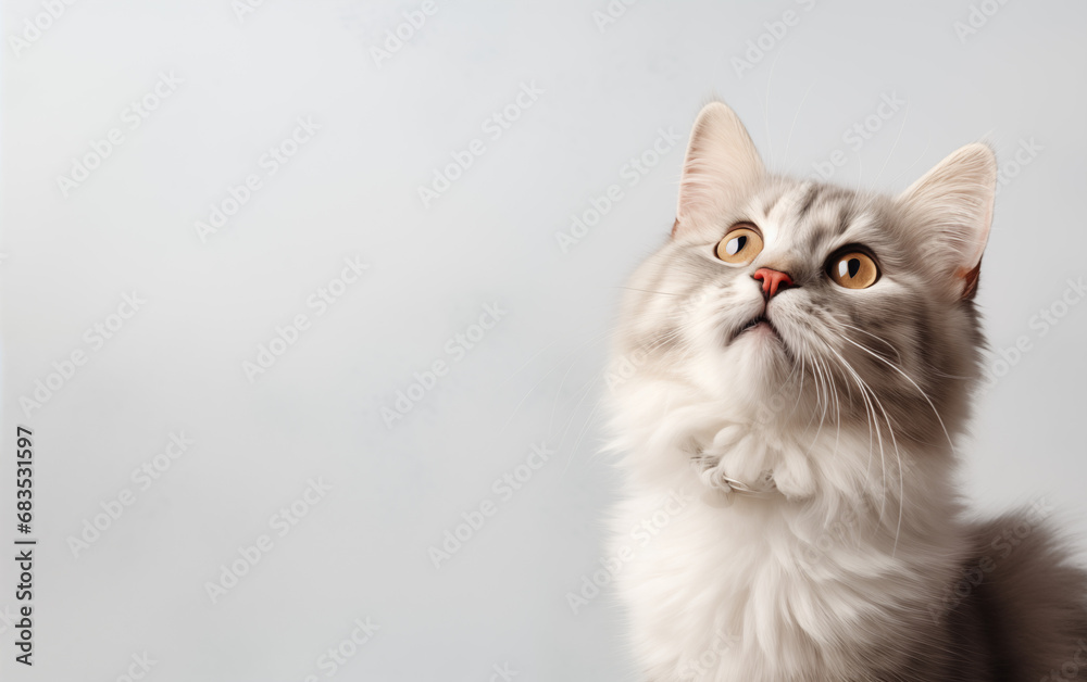 Cute banner with a curious cat sitting looking up on solid pale background, copyspace.