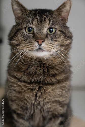 A grey and white tabby cat with large whiskers looking at the camera © Leoniek