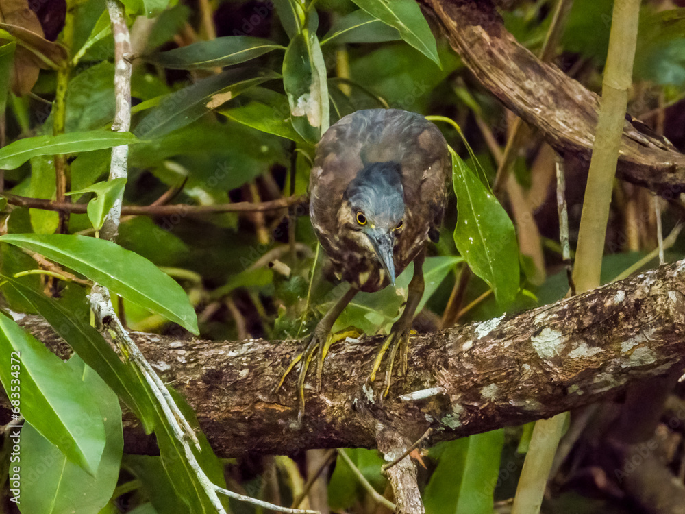 Striated Heron in Queensland Australia