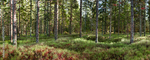 Herbst im Wald. Gepflegter Wald. Autumn in the forest. Well-tended forest. © Lukas Bast