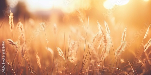 A dry grass and summer season, soft golden bokeh background photo