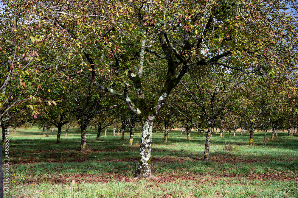 Fototapeta premium Plantation of high-quality PDO certified walnuts trees in Perigord Limousin Regional Natural Park, France in summer
