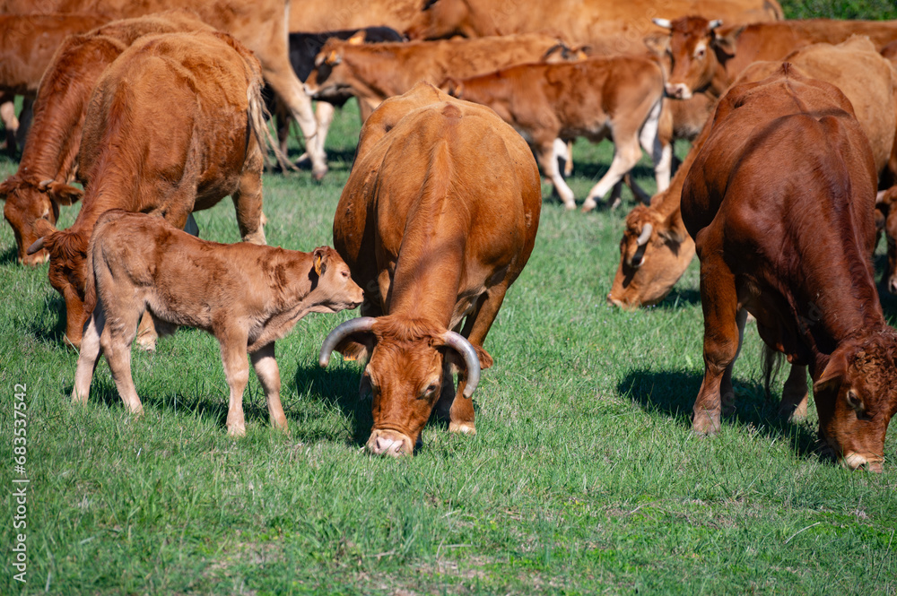 Herd of cows resting on green grass pasture, milk, cheese and meat production in Bordeaux, Haut-Medoc, France Herd of cows resting on green grass pasture, milk, cheese and meat production in Bordeaux, Haut-Medoc, France