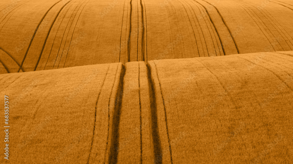 Fototapeta premium Amber Waves of Grain: Capturing the Harvest