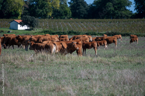 Herd of cows resting on green grass pasture, milk, cheese and meat production in Bordeaux, Haut-Medoc, France