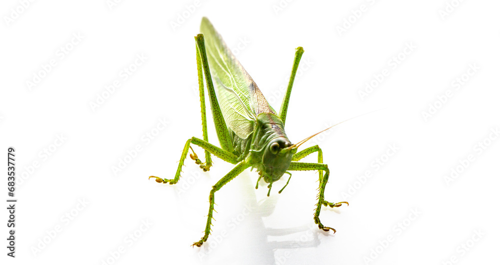 Graceful Jumper: A Green Grasshopper on Ivory Graceful Jumper: A Green Grasshopper on Ivory
