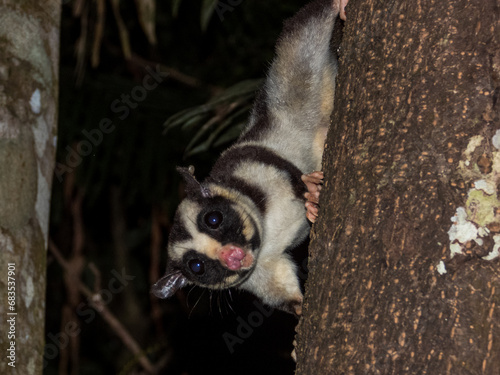 Striped Possum in Queensland Australia © Imogen
