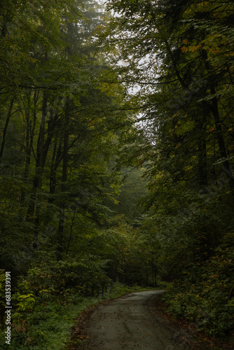 Autumn Rainy Forests  Slovakia  Europe