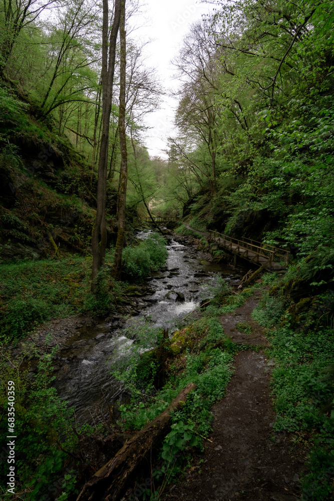 Fototapeta premium stream with a bridge over it in a green forest in Germany