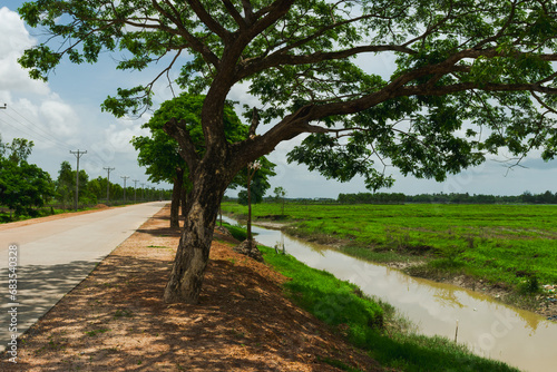 A tree by an empty road in countryside of Myanmar