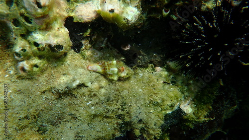 Sea snail Tarentine spindle snail (Tarantinaea lignaria) underwater, Aegean Sea, Greece, Halkidiki photo