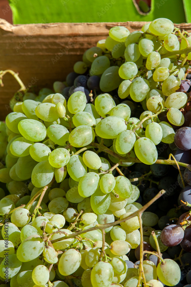 Bunches of white and black grapes.