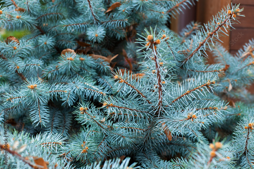 Branches of a blue spruce. Natural bacground. Close-up, selective focus.