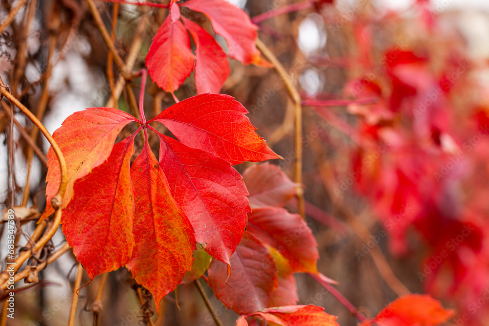 Red autumn leaves. Close-up, copy space.