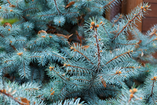 Branches of a blue spruce. Natural bacground. Close-up, selective focus.