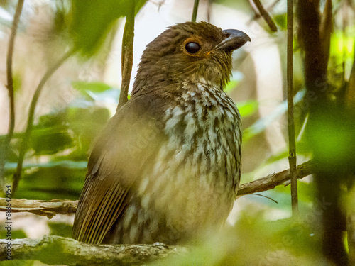 Tooth-billed Bowerbird in Queensland Australia photo