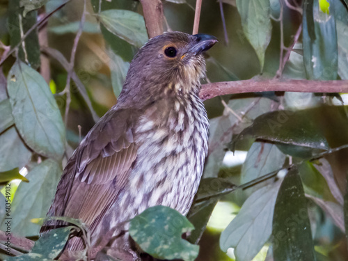 Tooth-billed Bowerbird in Queensland Australia photo