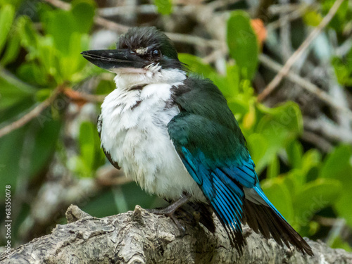 Torresian Kingfisher in Queensland Australia photo