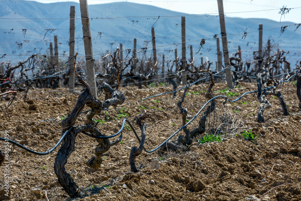 Old vineyard Old vineyard