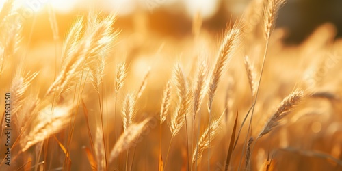 Sun-Drenched Grass Texture Radiating Warmth and Serenity