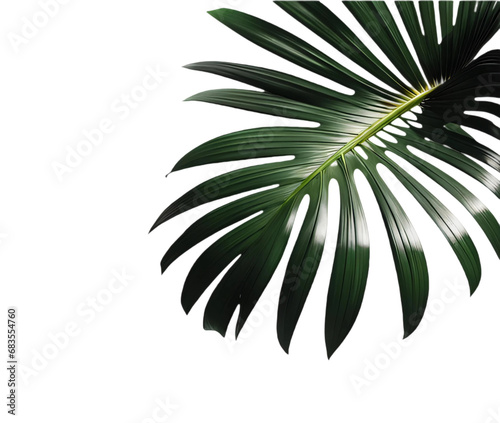 Folha de costela-de-adão fazendo sombra. Palmeira tropical de costela-de-adão em fundo branco ou sem fundo, transparente, png. photo
