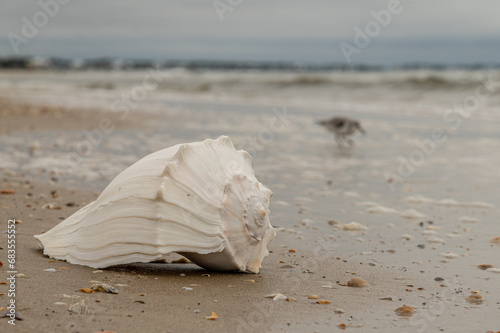 Beach Shell with Bird