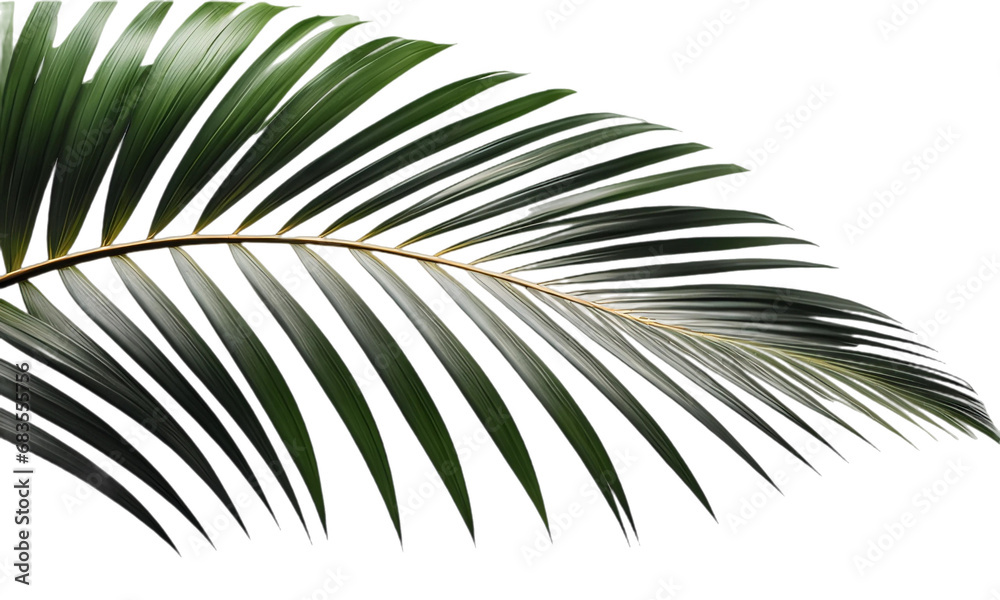 Obraz premium Folha de palmeira tropical. Palmeira tropical de coqueiro em fundo branco ou sem fundo, transparente, png.