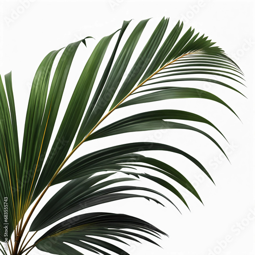 Folha de palmeira tropical. Palmeira tropical de coqueiro em fundo branco ou sem fundo, transparente, png. photo