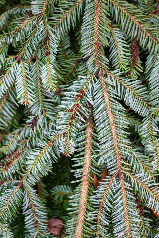 christmas trees christmas trees