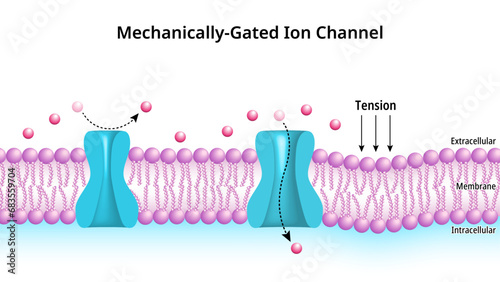Mechanically Gated Ion Channels - Membrane Transport - Transmembrane Ion Channel Protein - Cell Biology - Medical Vector Illustration photo