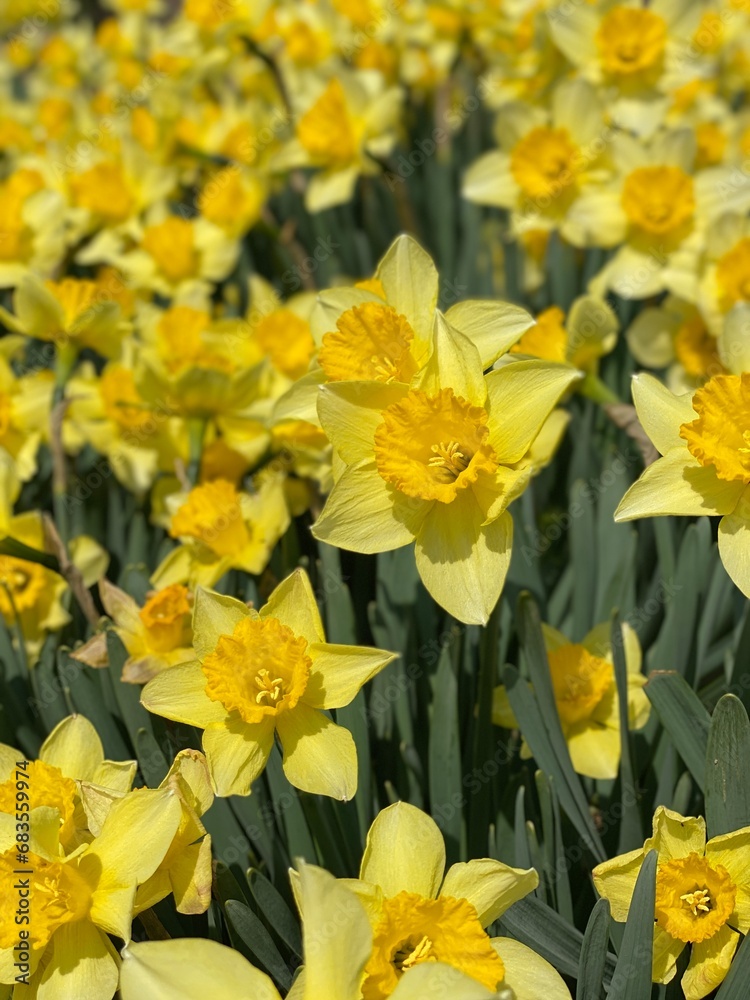 Fototapeta premium It is a yellow daffodil flower. The flowers are forming a colony.