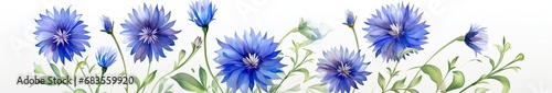 Painted cornflowers are blue with green leaves on a white background photo