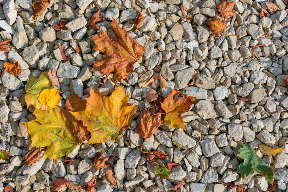 Background of uneven gravel and fallen autumn maple leaves. Background of uneven gravel and fallen autumn maple leaves.
