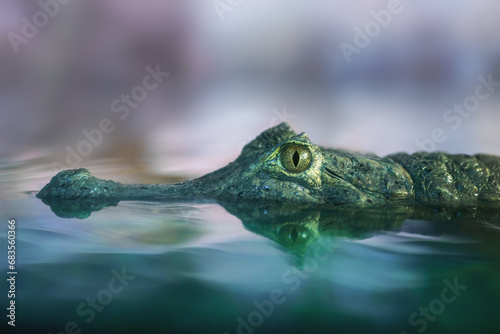 Yacare Caiman (Caiman yacare) underwater head - Pantanal Alligator photo