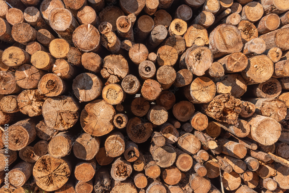 Fototapeta premium Felled trees in the form of logs lying in a pile. Lumber.