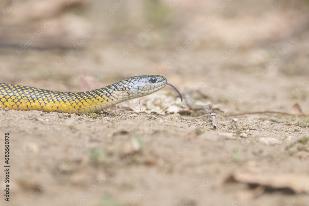 Cobra D'água Cobra D'água