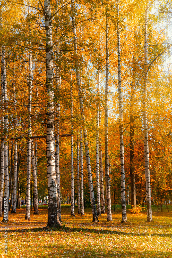 White birch trees with autumn bright yellow foliage with fallen leaves on the ground. White birch trees with autumn bright yellow foliage with fallen leaves on the ground.