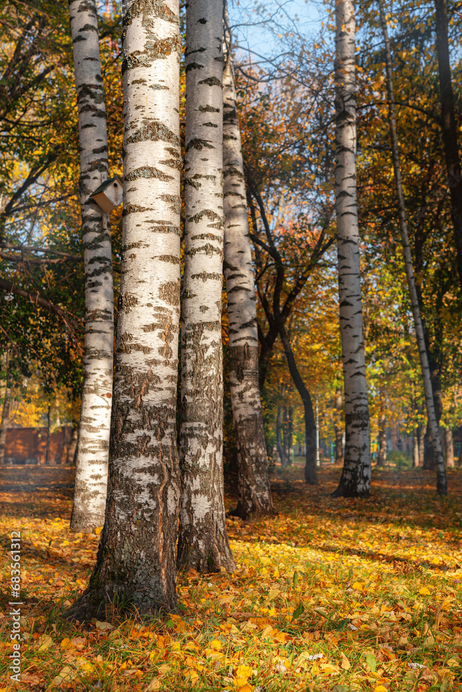 Obraz premium White birch trees with autumn bright yellow foliage with fallen leaves on the ground.