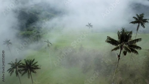 Aerial drone footage of foggy wax palm trees in Cocora Valley, Colombia. Drone shoot of Wax Palm Trees in Valle de Cocora, Quindio, Los Nevados National Park near Salento. Flying through misty wax photo